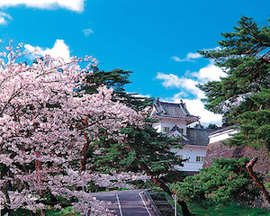 青葉山公演の桜