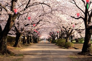 大阪造幣局の桜の通り抜け